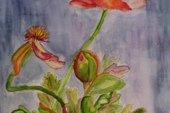 Mohnblüte. Aquarell 40×30 cm